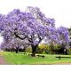  Paulownia tomentosa Emperor Tree of Happiness P9