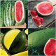  Watermelon Seed Collection Set, Watermelon 4 Varieties