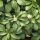  Japanese herb, seedling of ornamental perennials