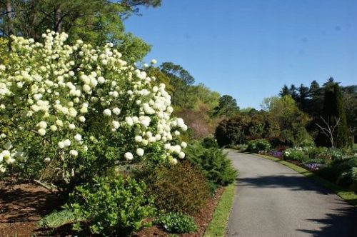  Viburnum Japonicum shiny white leaves, large, 3 l