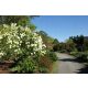  Viburnum Japonicum shiny white leaves, large, 3 l