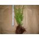  THUJA EMERALD EMERALD TOGETHER 30CM-PLN 200/100 Pcs