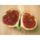  Fig seedlings bear fruit P9