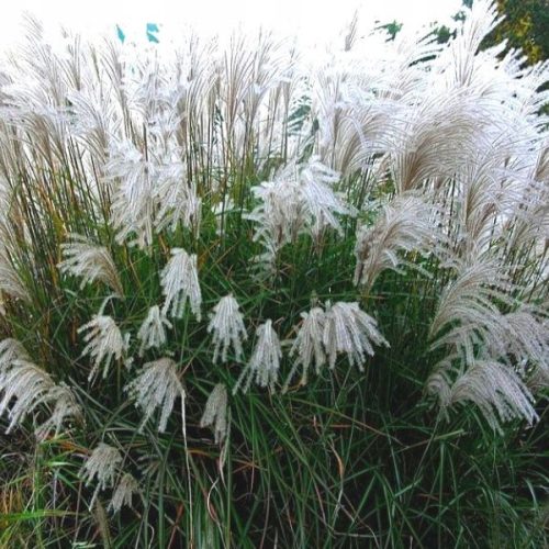  Miscanthus KLEINE SILBERSPIDER seedling in 2l pot