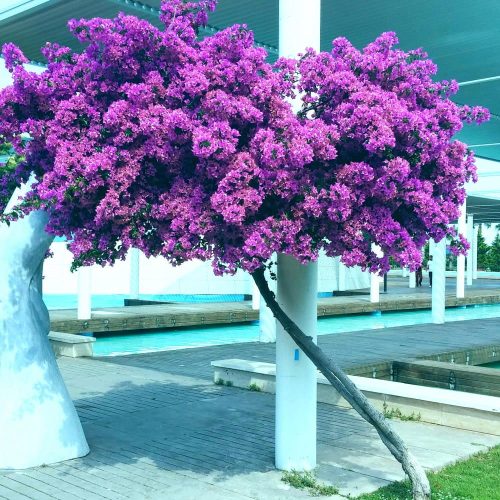  PAULOWNIA FLUFFY OXYGEN TREE SEEDS