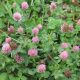  MEADOW CLOVER Trifolium pratense QUALIFIKAT 1 kg