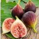  FIG TREE Brown Turkey Figs - seedlings in pots