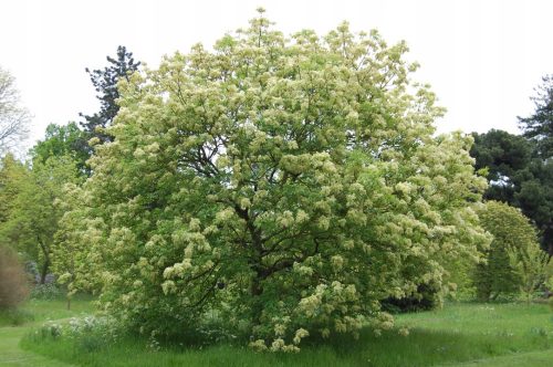  CHESS HAND - FRAXINUS ORNUS SAMEN P9