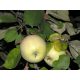  Antonówka apple trees, seedlings in 1-2l containers, 50-80 cm