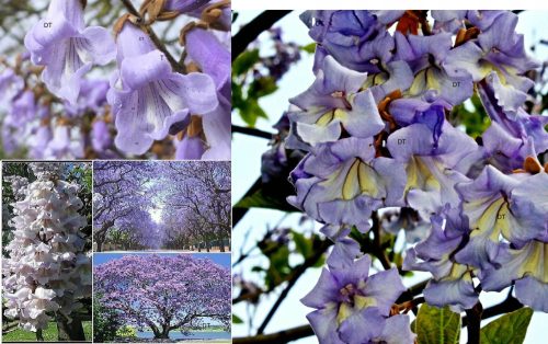  Paulownia-Sämling Oxygen Tree OXY