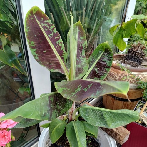  Dwarf Cavendish banana plant, seedling in a 2-3 liter container