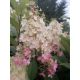  Hydrangea seedlings in 3-5l containers, 50-70 cm