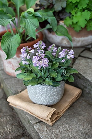  Mit Hosta Blue Mouse Ears