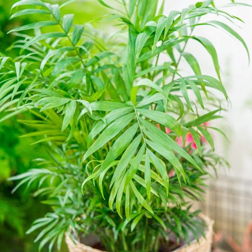  Chamaedorea elegans seedling in a 1-2 liter container