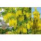  COMMON LARGE GOLDEN TREE SEEDS C