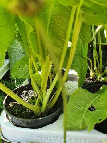  Horseradish sowing, large pot, Greendom herbs