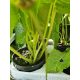  Horseradish sowing, large pot, Greendom herbs