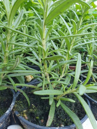  ROSEMARY SOWING GREEN HERBS GREENDOM HERBS