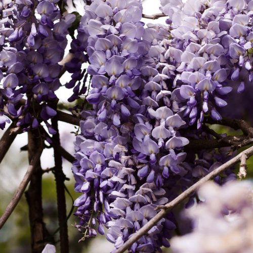  Wisteria seedling in a 1-2l 60 cm container