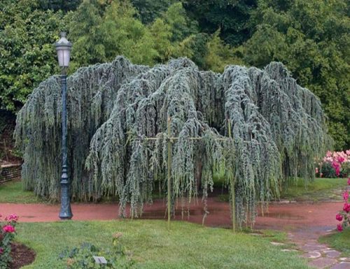  Saplings of the Lebanon Cedar Glauca Pendula P9