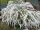  White meadowsweet seedling in 2-3l container, 60-80 cm