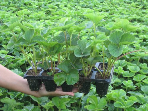  Wild strawberries and strawberries Senga Sengana seedling in container up to 0.5l, 10-14 cm