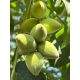  Walnuts and hazel ajlantoleaf seedling in a container 0.5-1l 15-20 cm