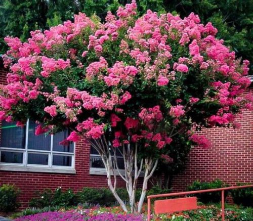  LAGERSTROEMIA WITHOUT NOON - seedlings 100 cm in the Don.