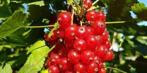  Currant spicatum seedlings in a 3-5 liter container, 30-40 cm