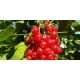  Currant spicatum seedlings in a 3-5 liter container, 30-40 cm