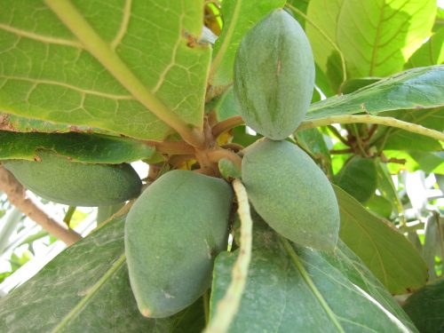  KETAPANG ALMOND FOR AQUARIUM FRESH SEEDS