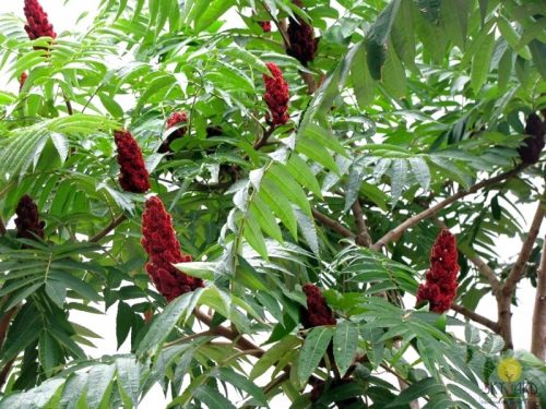  Sumac BEAUTIFUL leaves in the AUTUMN seedling