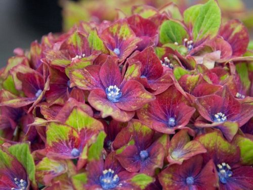  Hydrangea seedlings in a 2-3 liter container, 20-30 cm