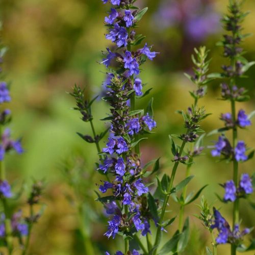  Hyssop Józefek Honey and Medicinal Products ( ) SEEDING