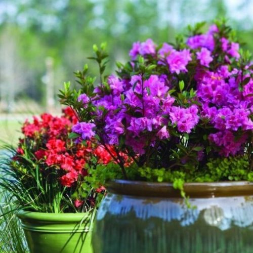  Rhododendrons and azaleas, seedlings in 1-2l containers, 20-40 cm