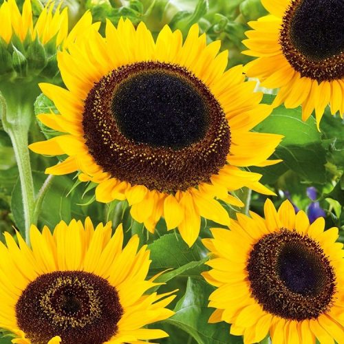  Decorative Sunflower Seeds 1000 g