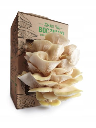 Mycelium of Mushrooms Kit for growing SNB Lemon Oyster Mushrooms