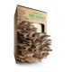  SNB spoon-shaped oyster mushroom set for home cultivation