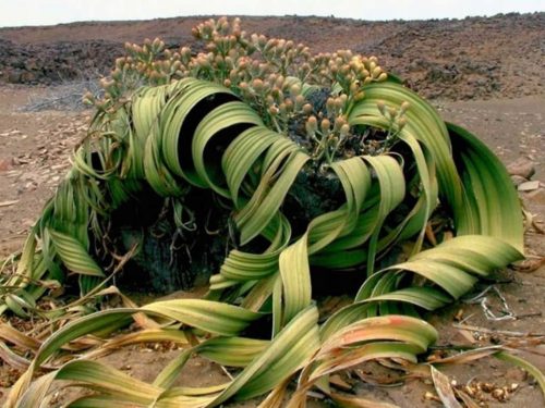  WELWITSCHIA (WELWITSCHIA MIRABILIS) 1 TOGETHER