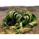  WELWITSCHIA (WELWITSCHIA MIRABILIS) 1 TOGETHER