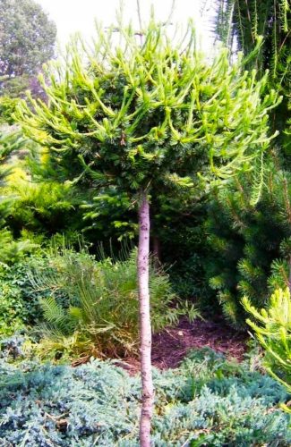  GLOBAL LARCH ON A Larix trunk, large sowing