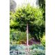  GLOBAL LARCH ON A Larix trunk, large sowing