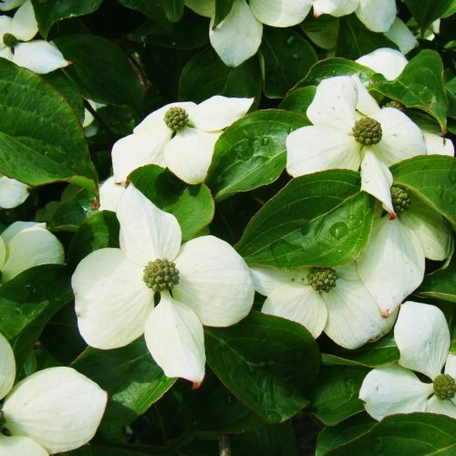  Dogwood seedling in a 1–2 l 0–0 cm container