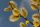  Yellow willow seedlings in 2-3l container, 160-180 cm