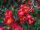  P9 JAPANESE QUINCE FRUIT RICH IN VITAMIN C