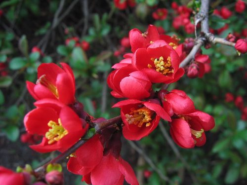  P9 JAPANESE QUINCE FRUIT RICH IN VITAMIN C