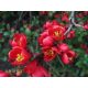  P9 JAPANESE QUINCE FRUIT RICH IN VITAMIN C