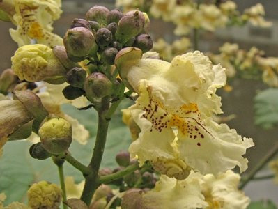  C5 GELBBLÜTIGER CATALPA CATALPA 130-150 CM.