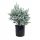  Blue Eucalyptus, 4-year-old XL seedling, 7-liter pot