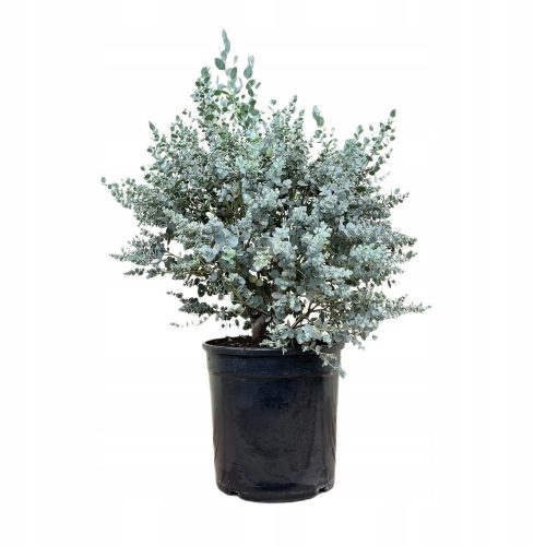  Blue Eucalyptus, 4-year-old XL seedling, 7-liter pot